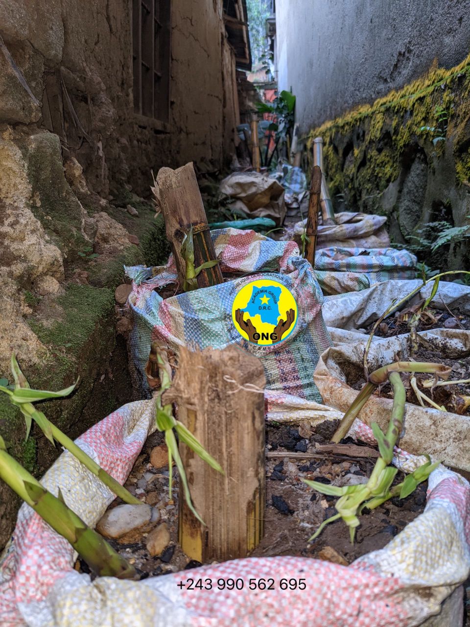 Promouvoir la reforestation et l’entrepreneuriat vert : Le...